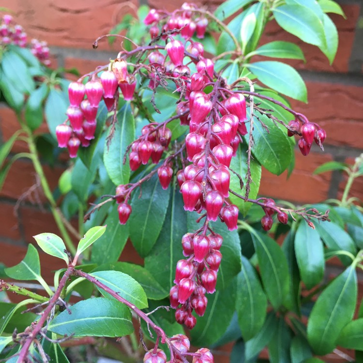 Plant image Pieris japonica 'Valley Valentine'