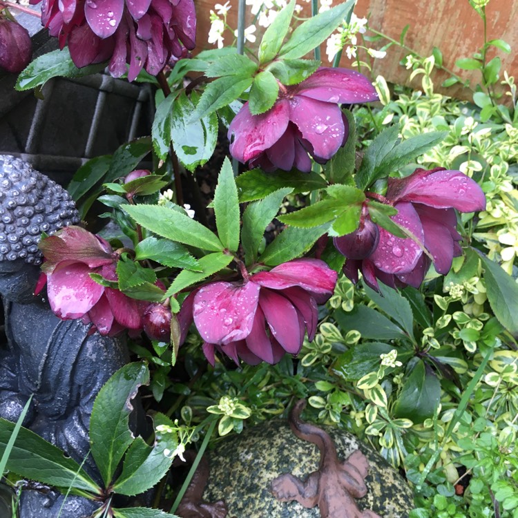 plant image 1246554 plant image 1246554