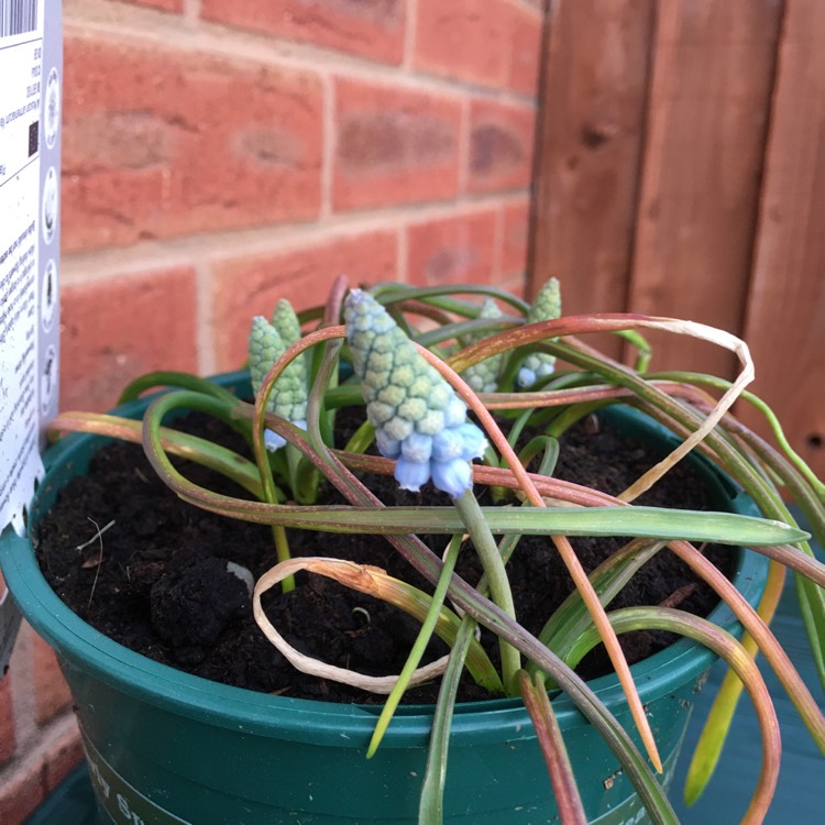 Plant image Muscari armeniacum 'Valerie Finnis'
