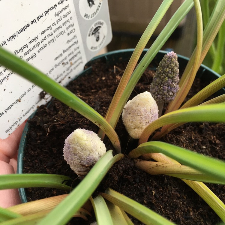 Plant image Muscari armeniacum 'Fantasy Creation'