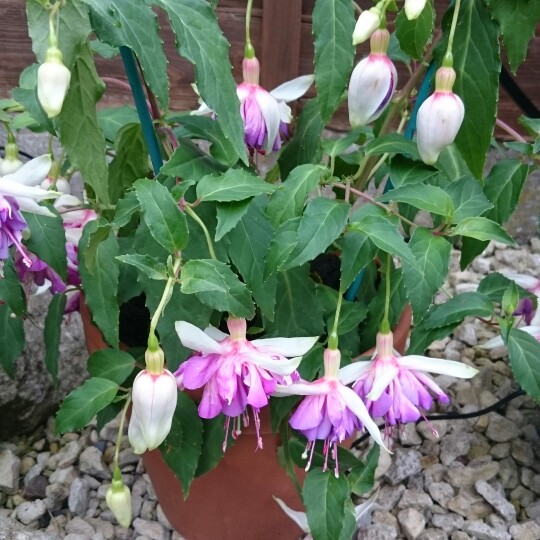plant image 160575 plant image 160575
