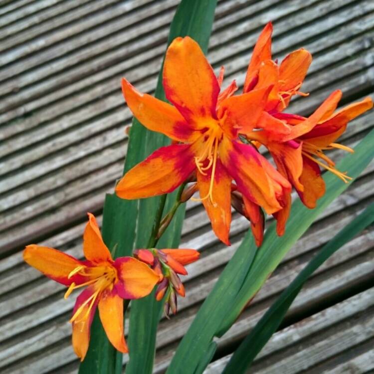 plant image 247435 plant image 247435