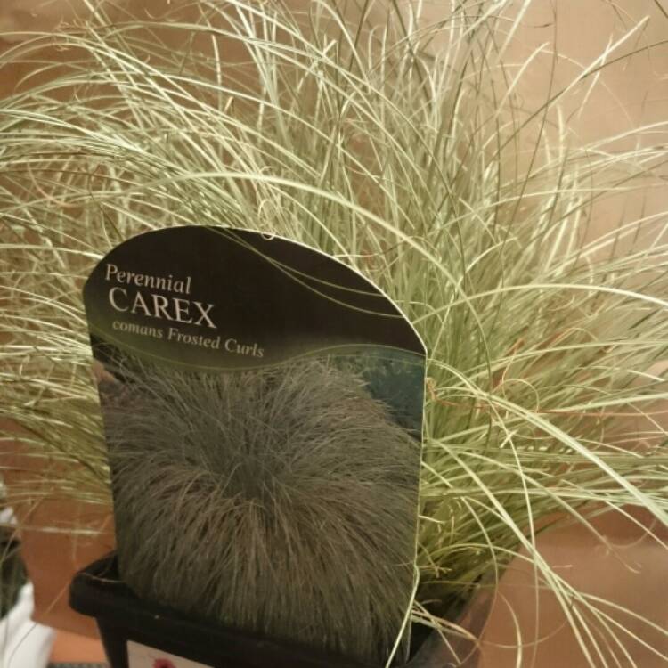 plant image 285922