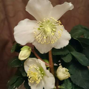 Helleborus niger