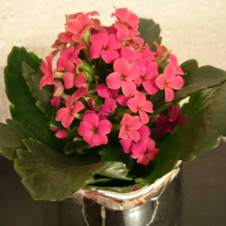 Plant image Kalanchoe blossfeldiana 'Red'