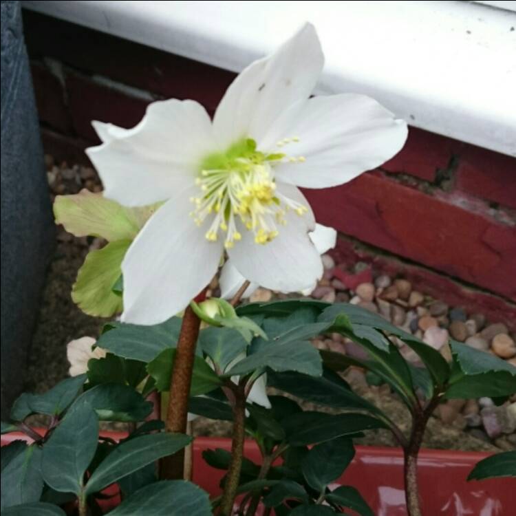 Plant image Helleborus niger