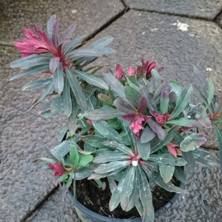 Plant image Euphorbia amygdaloides 'Purpurea' syn. Euphorbia amygdaloides 'Rubra'