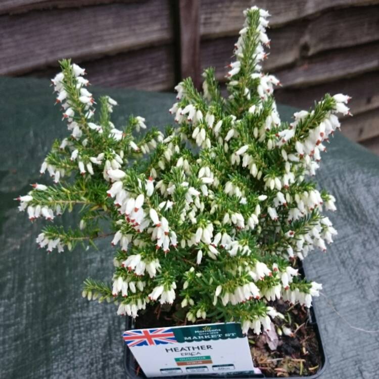 Plant image Erica carnea f. alba 'Snow Queen'
