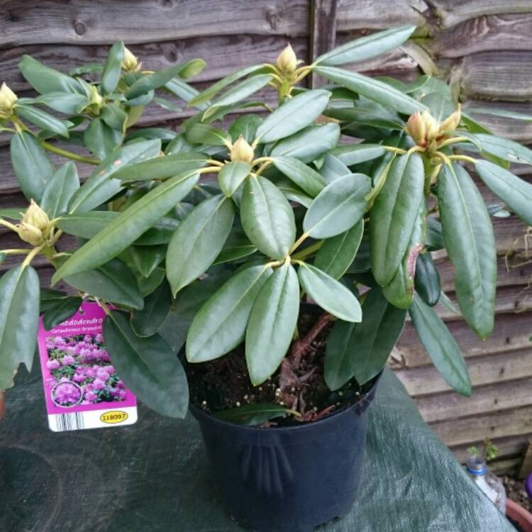 plant image 330667