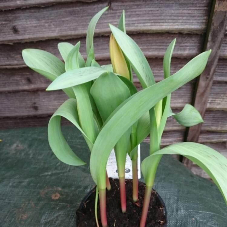 plant image 334696