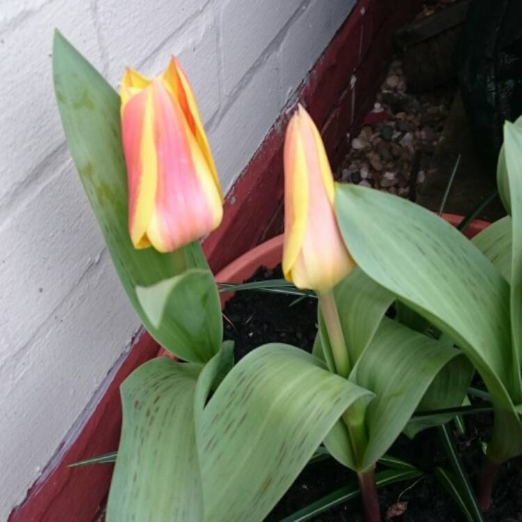 plant image 339200