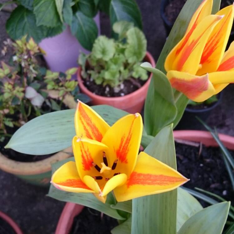 Plant image Tulipa 'Winnipeg' syn. Tulipa greigii 'Winnipeg'