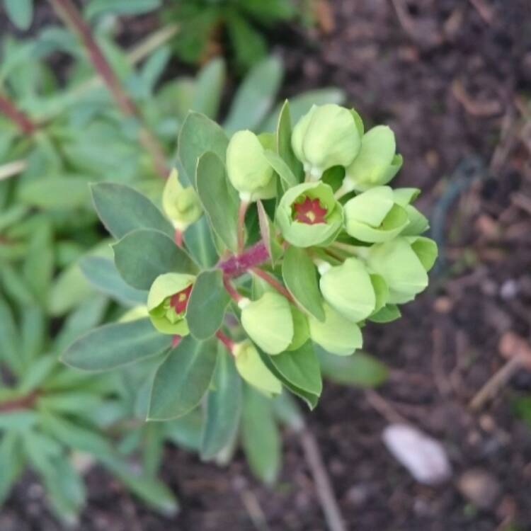 Plant image Euphorbia x martini