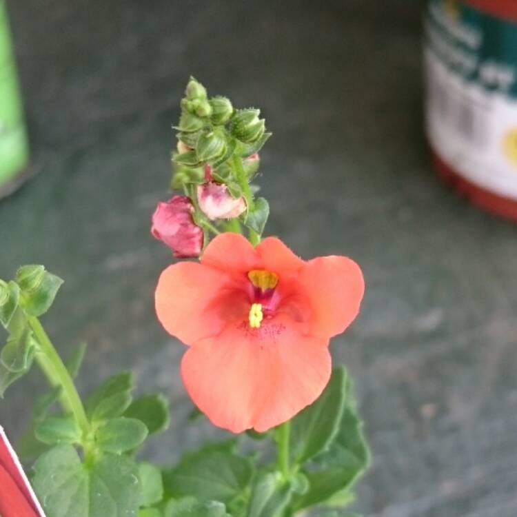Plant image Diascia 'Juliet Red'