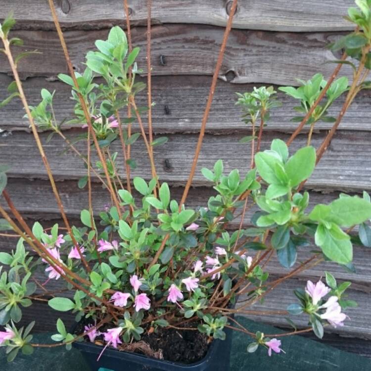 plant image 348856