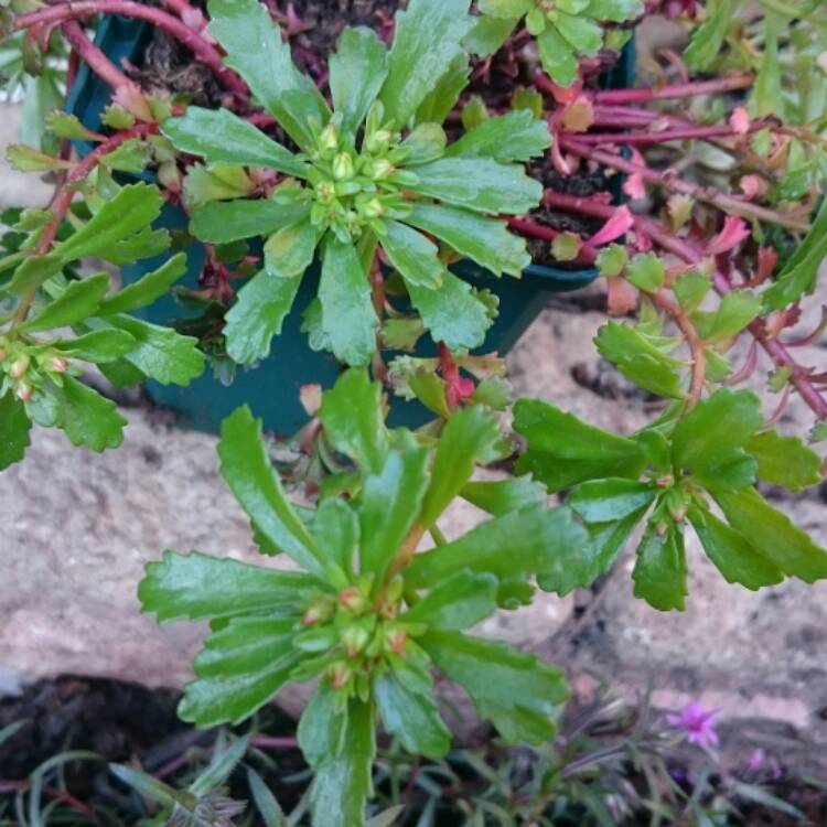 plant image 355265