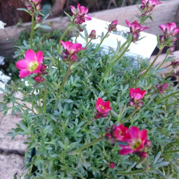 plant image 355276
