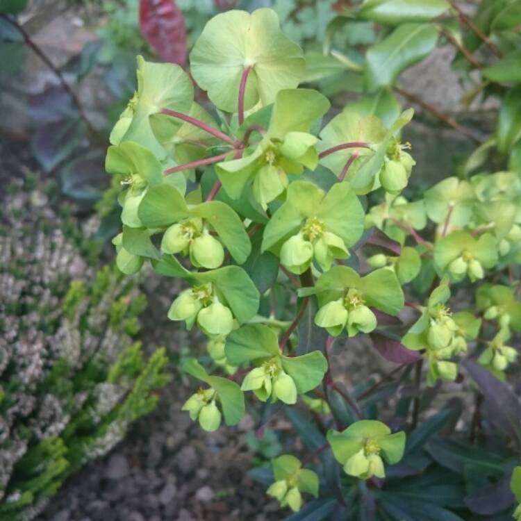 Plant image Euphorbia amygdaloides 'Purpurea' syn. Euphorbia amygdaloides 'Rubra'