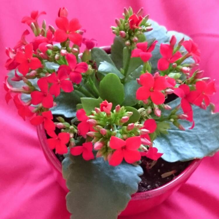 plant image 377691
