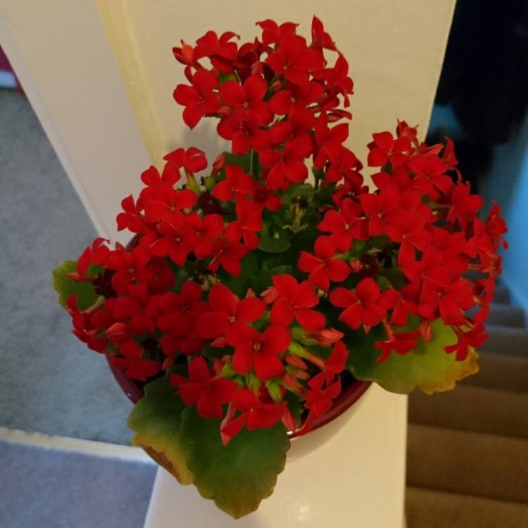plant image 395700