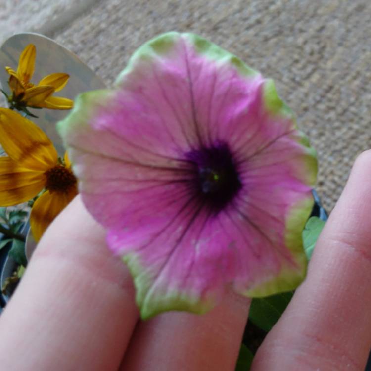 Plant image Petunia 'Buzz Purple' (Designer Series)