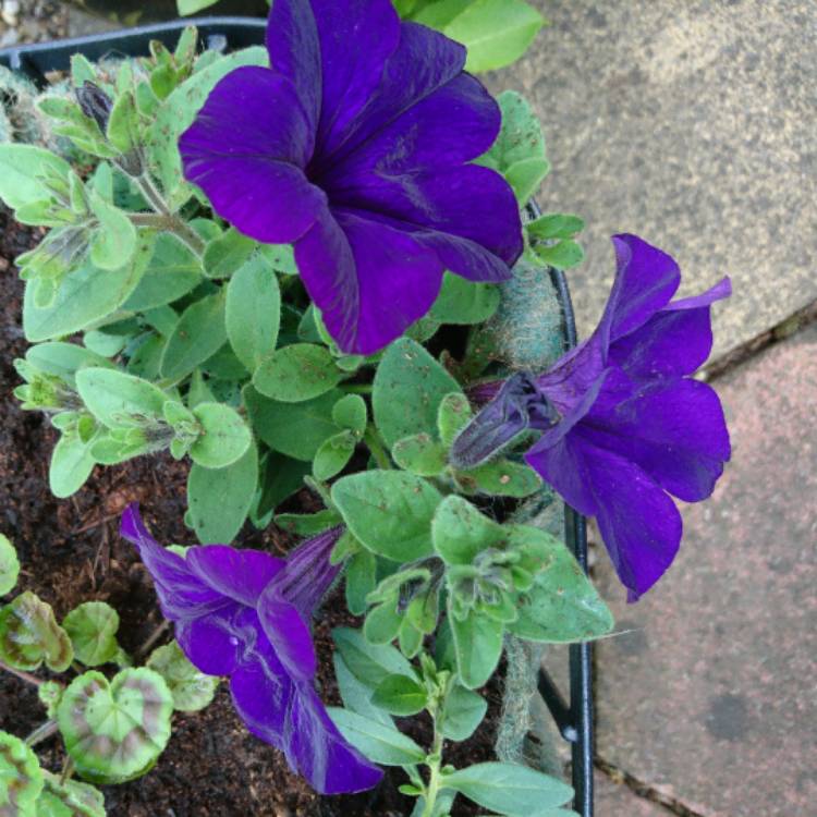 plant image 415675