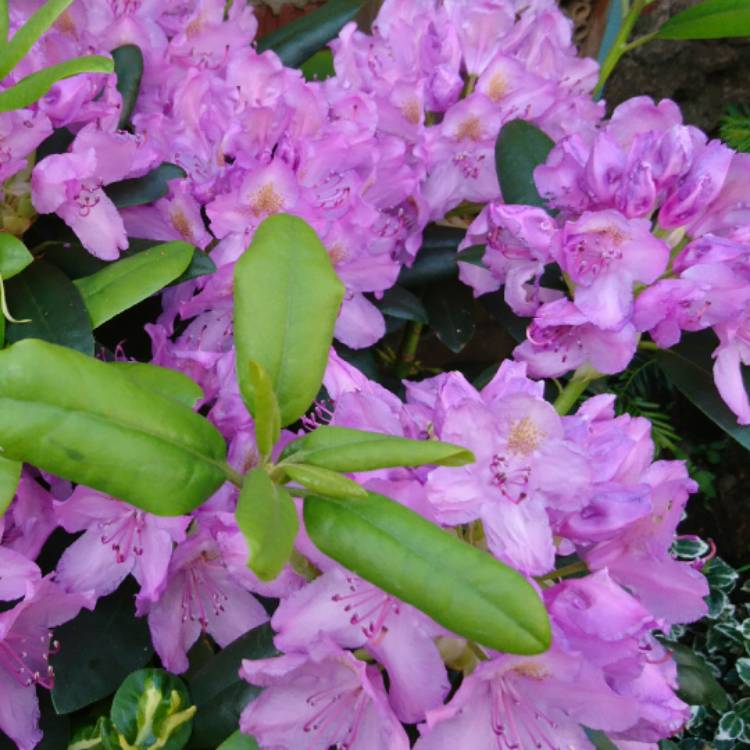 plant image 428518