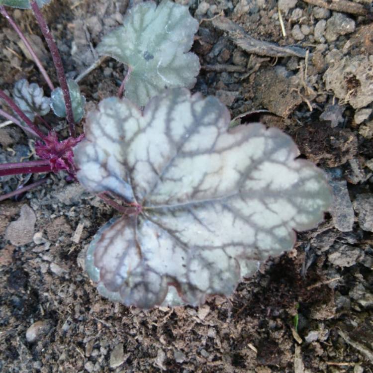 Plant image Heuchera 'Blackberry Jam'