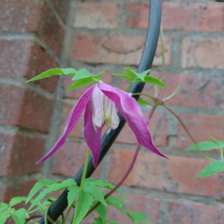 Plant image Clematis alpina 'Ruby'