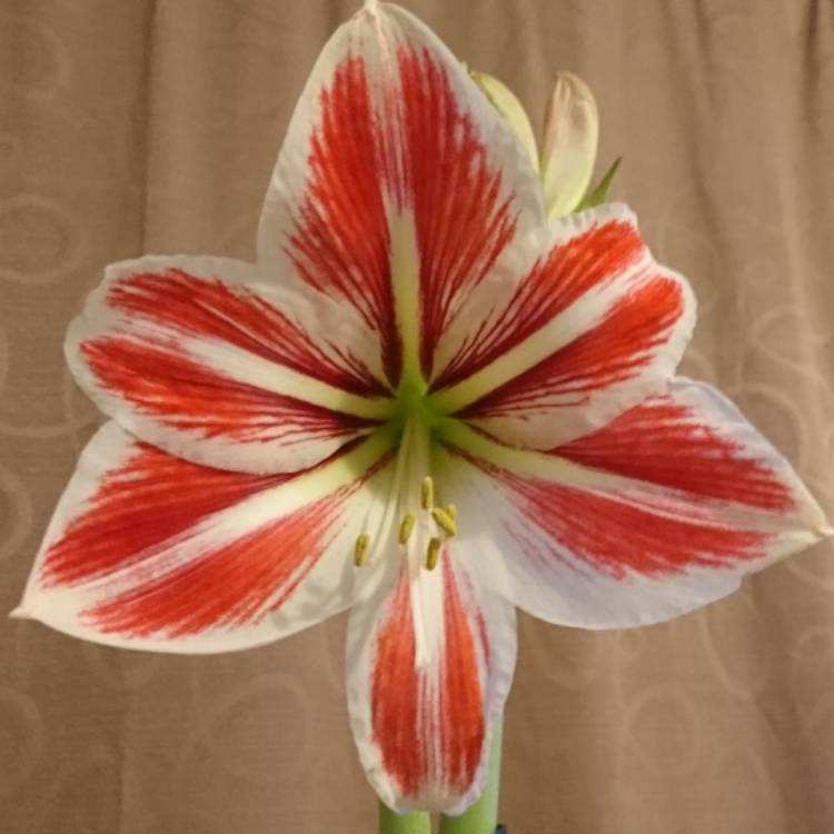 plant image 612815 plant image 612815
