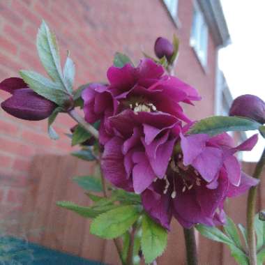 Helleborus