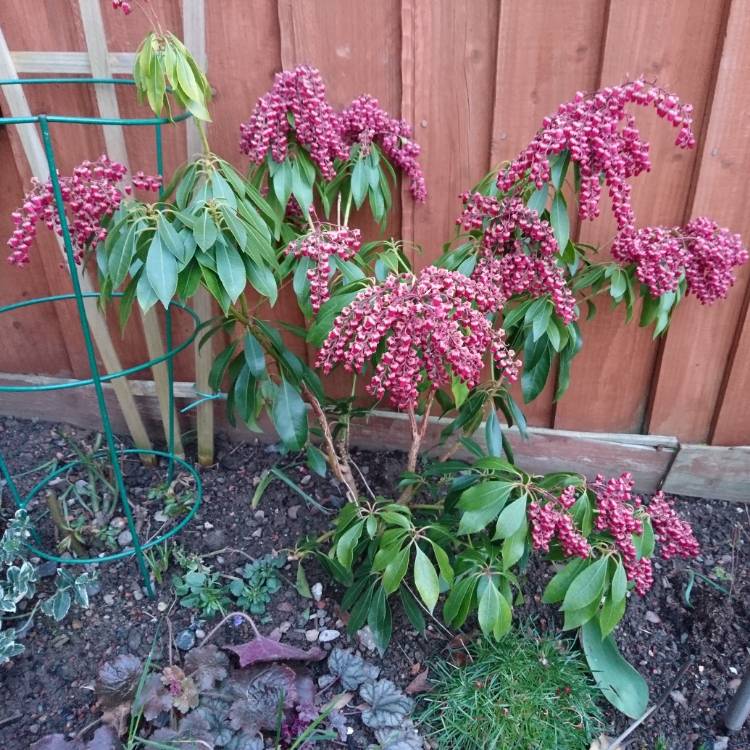 plant image 638039