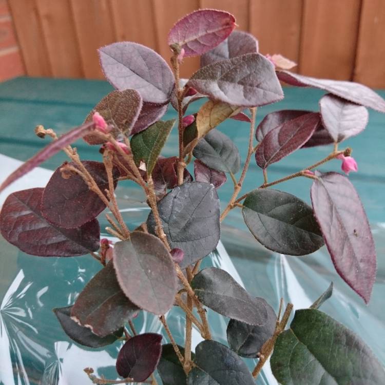 Plant image Loropetalum chinense var. rubrum 'Fire Dance'