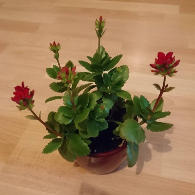 plant image 701867