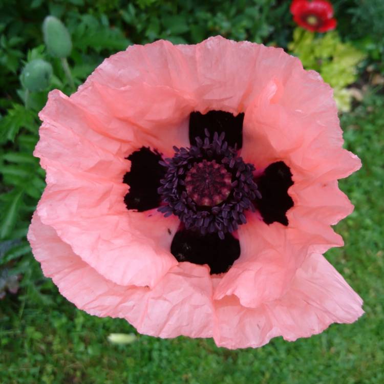 plant image 725629 plant image 725629
