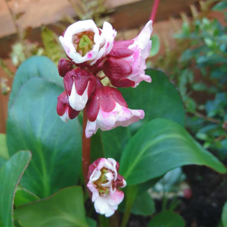 Plant image Bergenia 'Harzkristall'