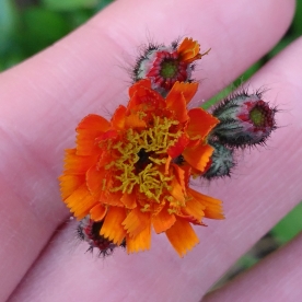Plant image Hieracium