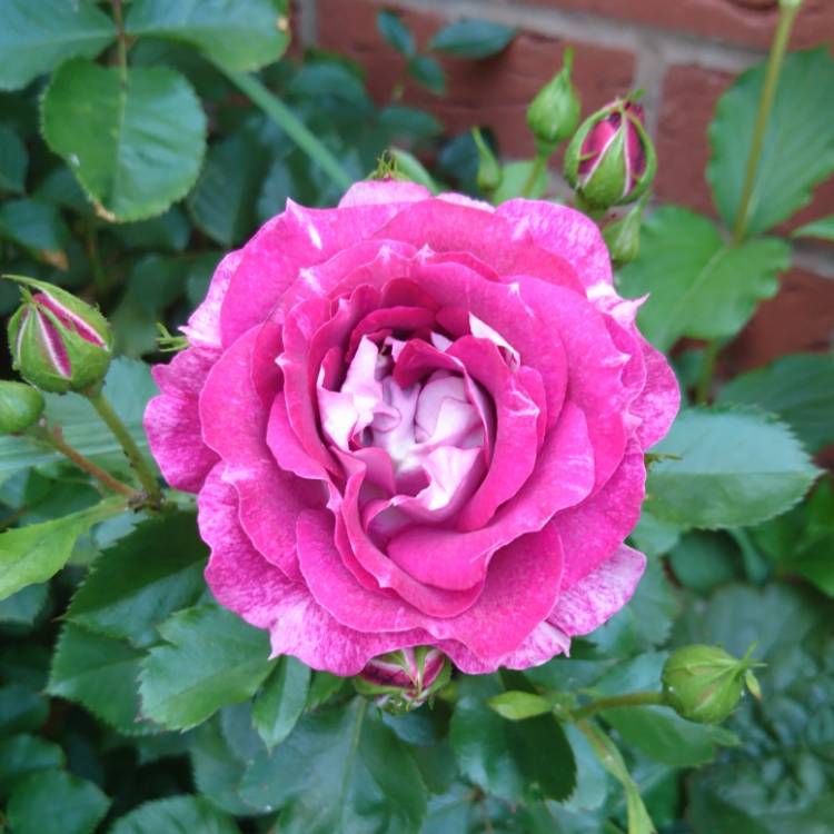 plant image 733182 plant image 733182