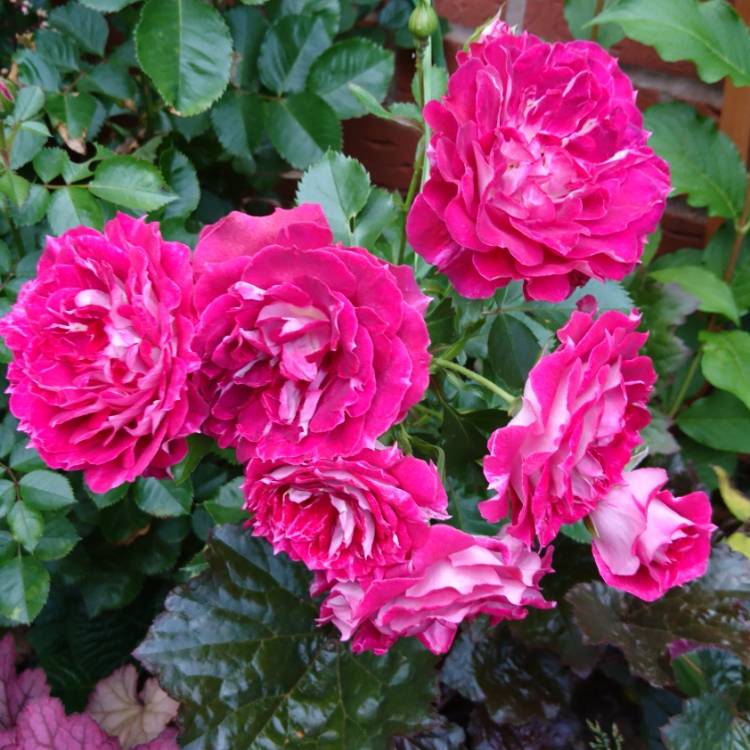 plant image 748261 plant image 748261