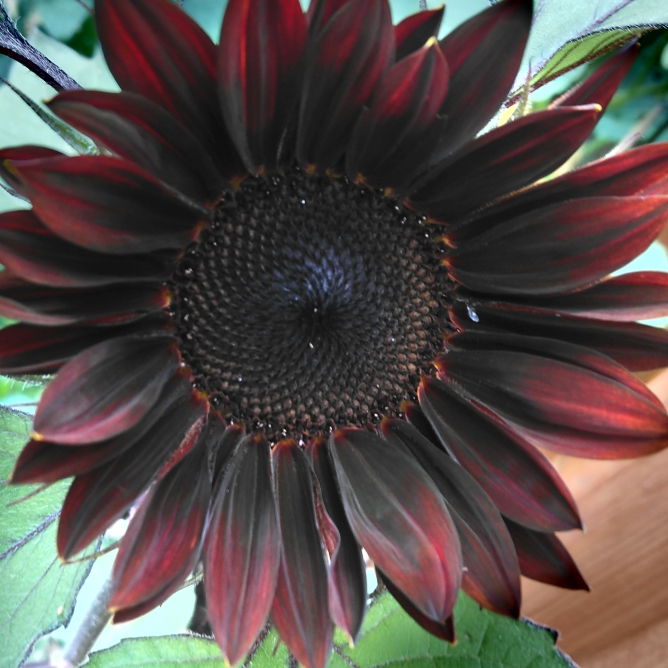Plant image Helianthus annuus 'Moulin Rouge'