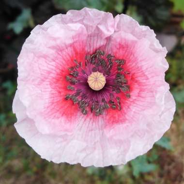 Papaver