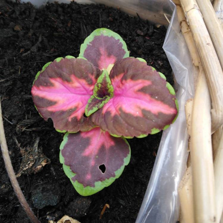 plant image 799593 plant image 799593