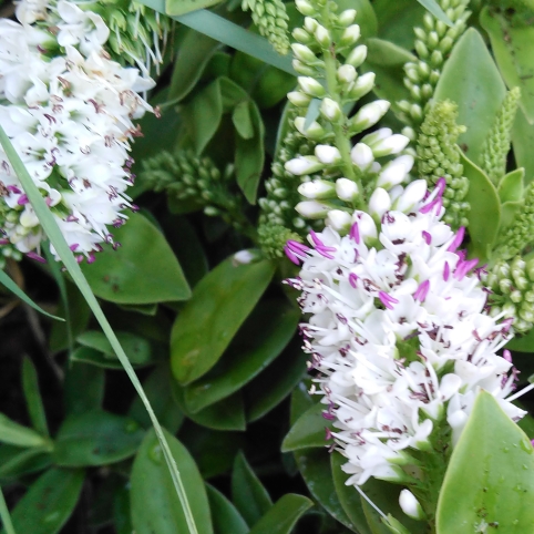 plant image 829488
