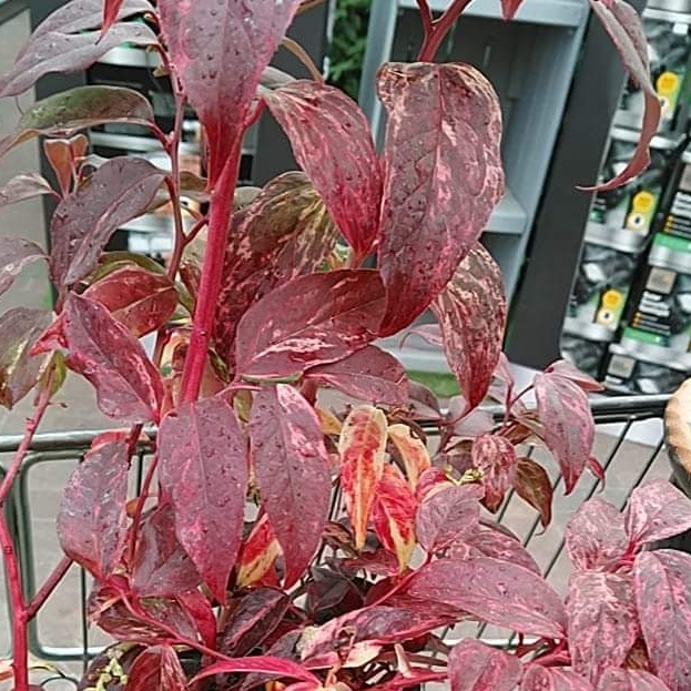 Plant image Leucothoe fontanesiana 'Rainbow'
