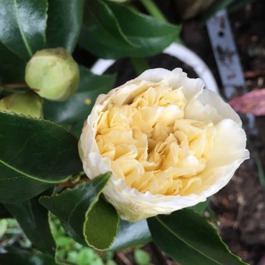 Camellia x williamsii 'Jury's Yellow'