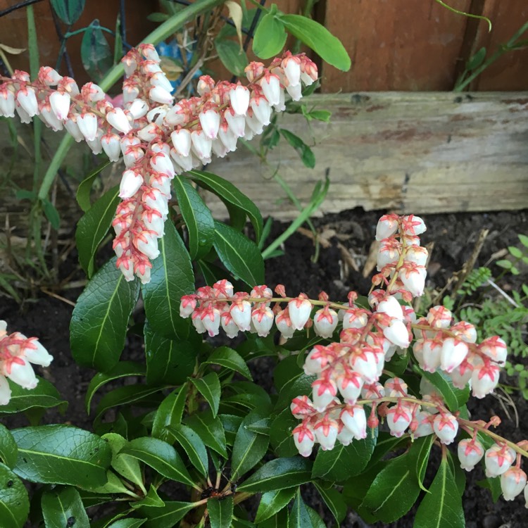 plant image 972547