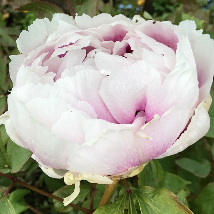 Plant image Paeonia lactiflora 'Angel Cheeks'