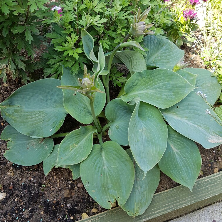 plant image 125164