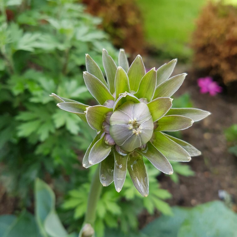 Plantain Lily