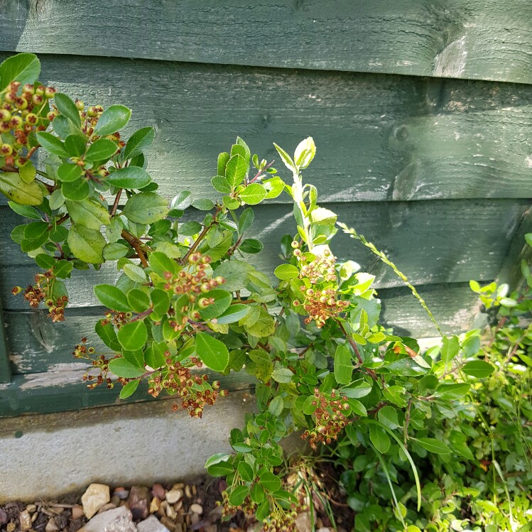 Firethorn 'Orange Glow'